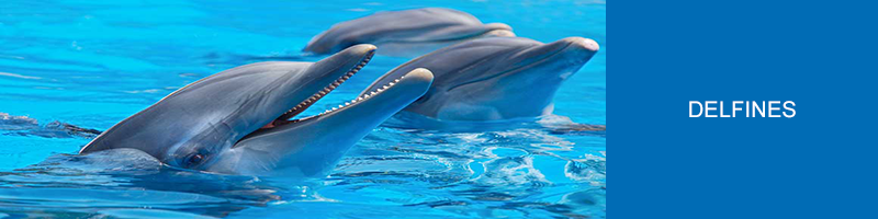 Delfines-Emidict